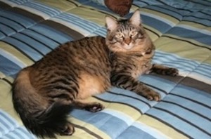 Maine Coon Cat, findingourwaynow.com