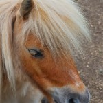 Lessons From A Shetland Pony: #Story