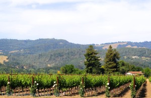 Franciscan Estate Winery, findingourwaynow.com